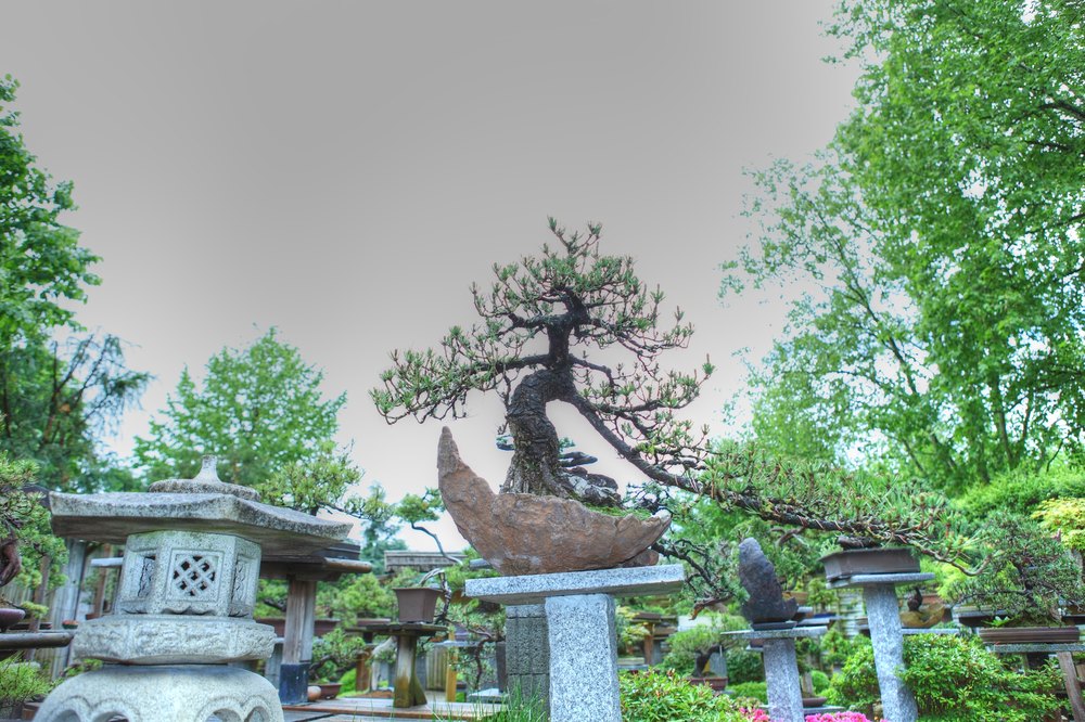 ./bonsai-ausstellung-pratteln--0031.jpg