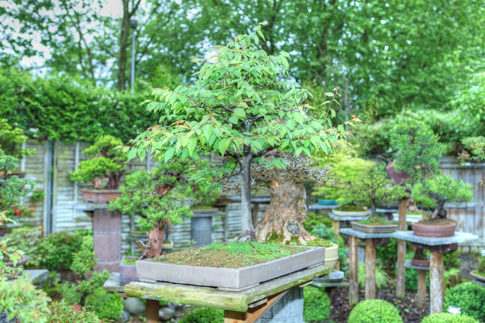 ./bonsai-ausstellung-pratteln--0061.jpg