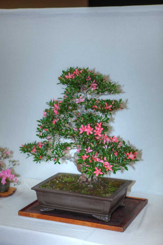 ./bonsai-ausstellung-pratteln--0161.jpg