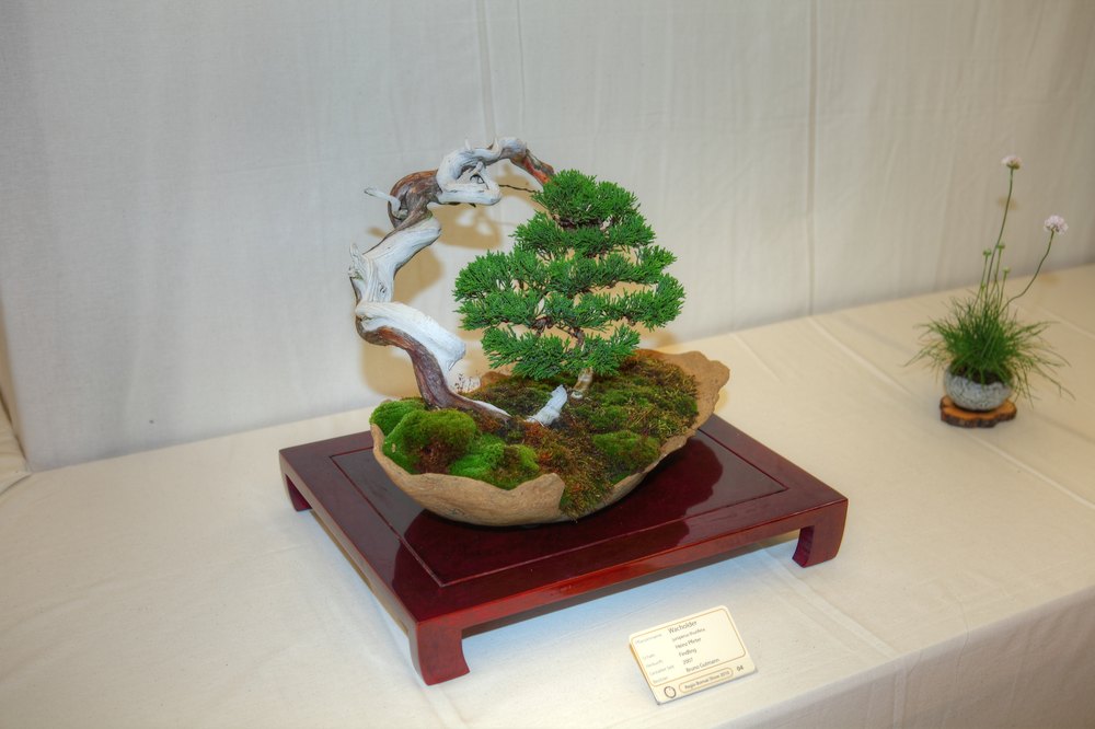 ./bonsai-ausstellung-pratteln--0211.jpg