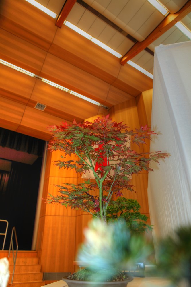 ./bonsai-ausstellung-pratteln--0261.jpg