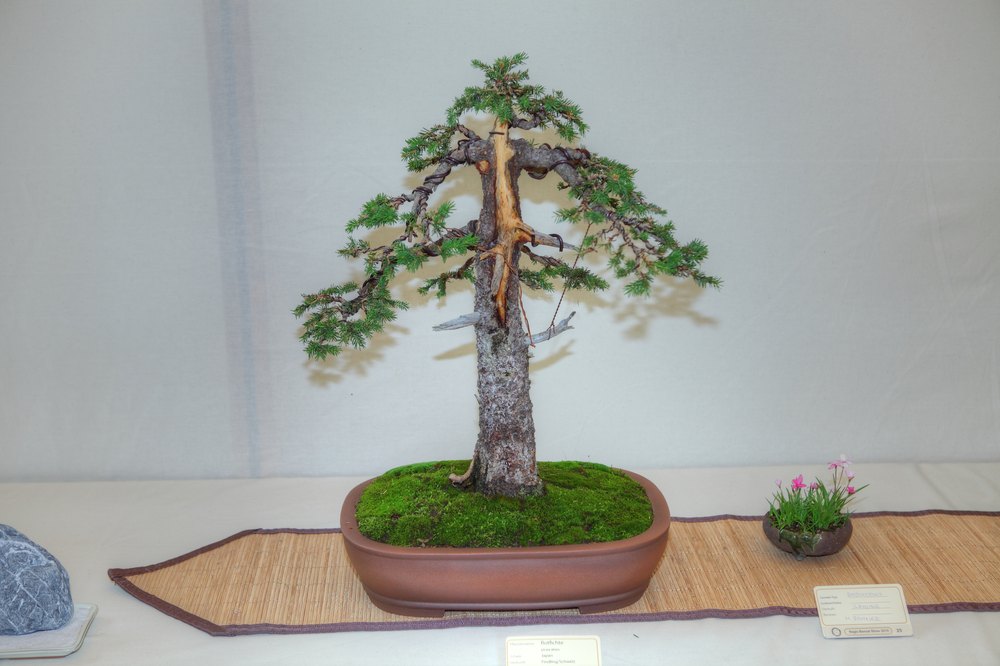 ./bonsai-ausstellung-pratteln--0271.jpg