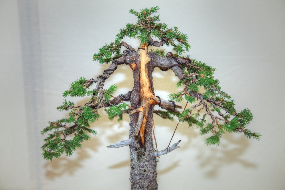 ./bonsai-ausstellung-pratteln--0281.jpg