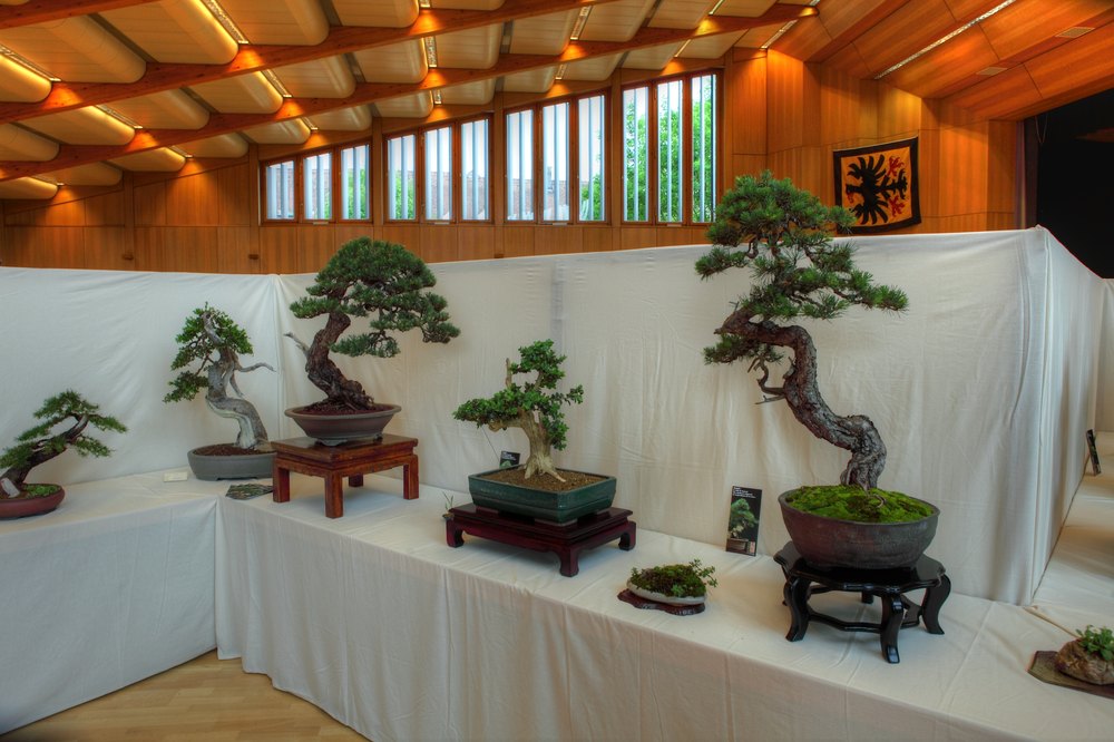 ./bonsai-ausstellung-pratteln--0351.jpg
