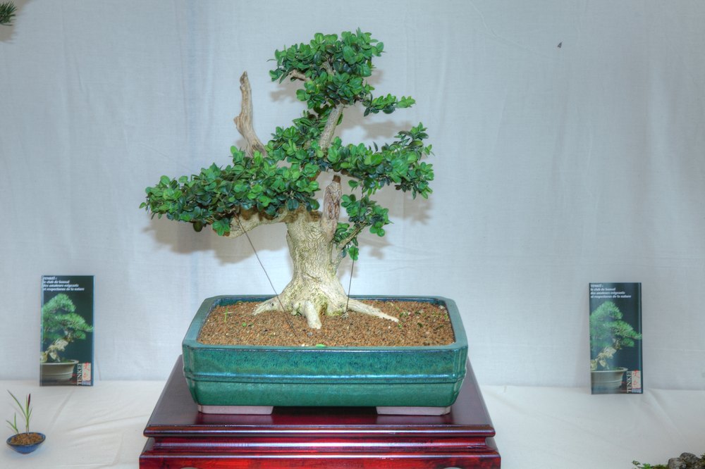 ./bonsai-ausstellung-pratteln--0371.jpg