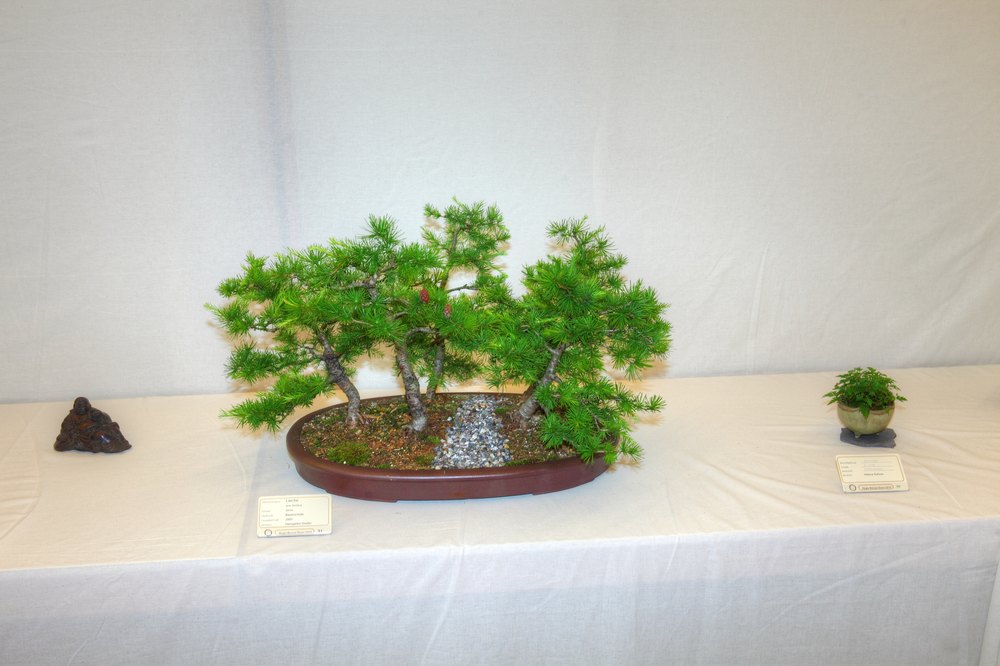 ./bonsai-ausstellung-pratteln--0421.jpg