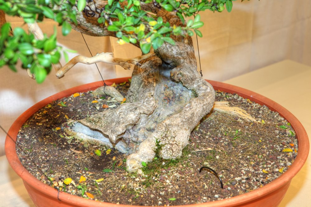 ./bonsai-ausstellung-pratteln--0491.jpg