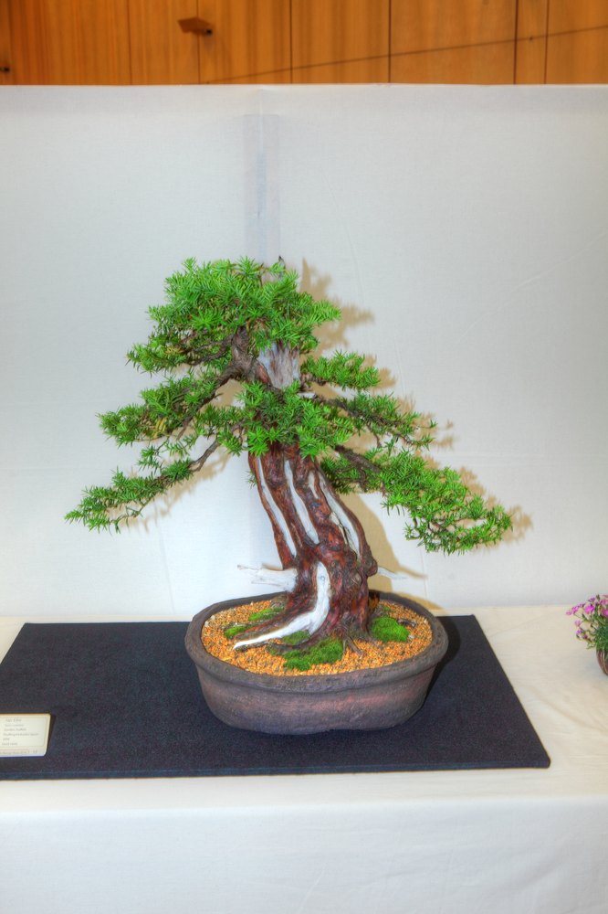 ./bonsai-ausstellung-pratteln--0531.jpg