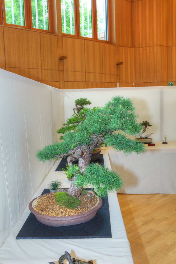 ./bonsai-ausstellung-pratteln--0551.jpg