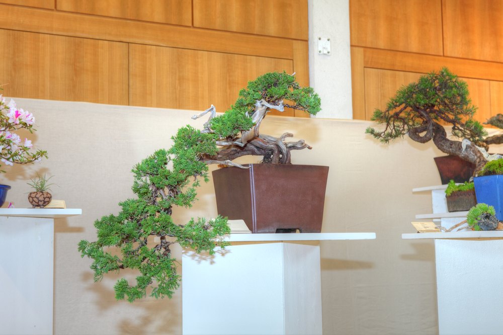 ./bonsai-ausstellung-pratteln--0561.jpg