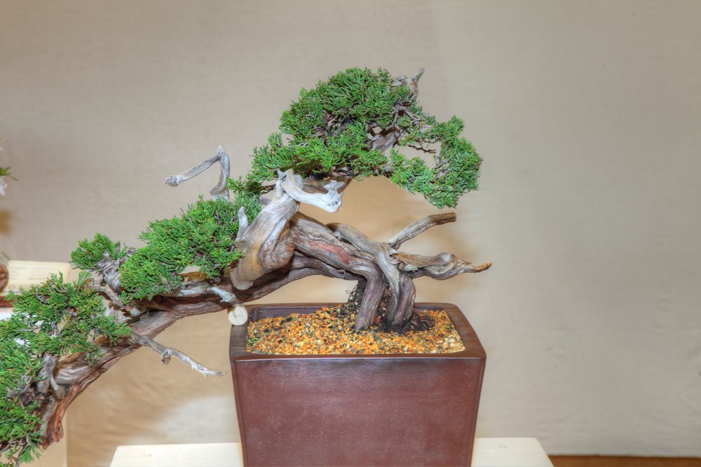 ./bonsai-ausstellung-pratteln--0571.jpg