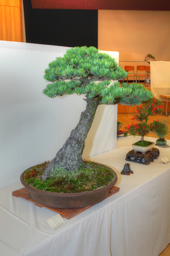 ./bonsai-ausstellung-pratteln--0591.jpg