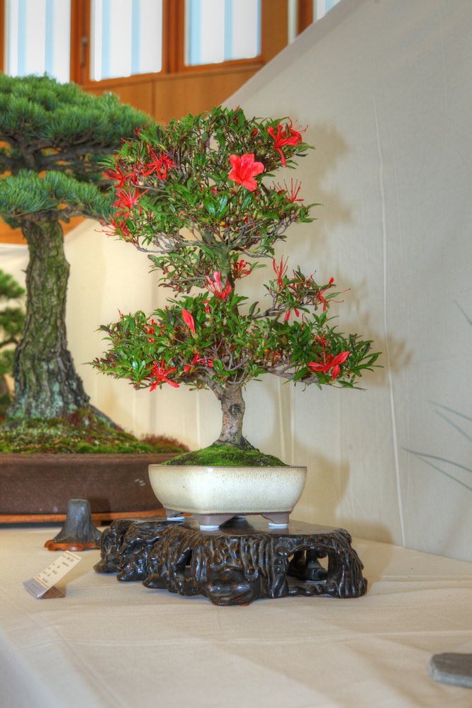 ./bonsai-ausstellung-pratteln--0611.jpg