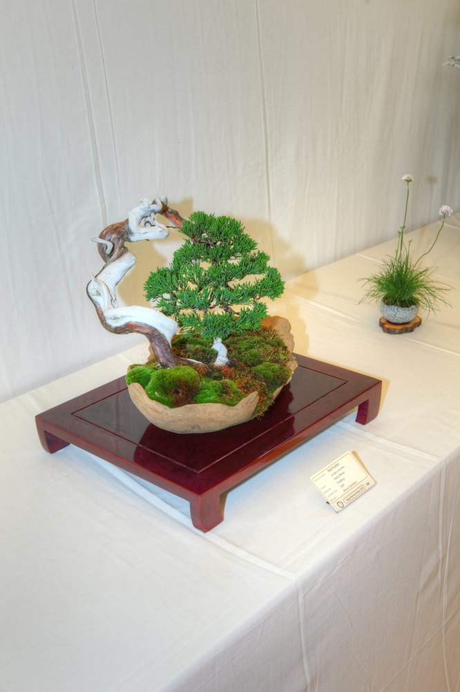 ./bonsai-ausstellung-pratteln--0621.jpg