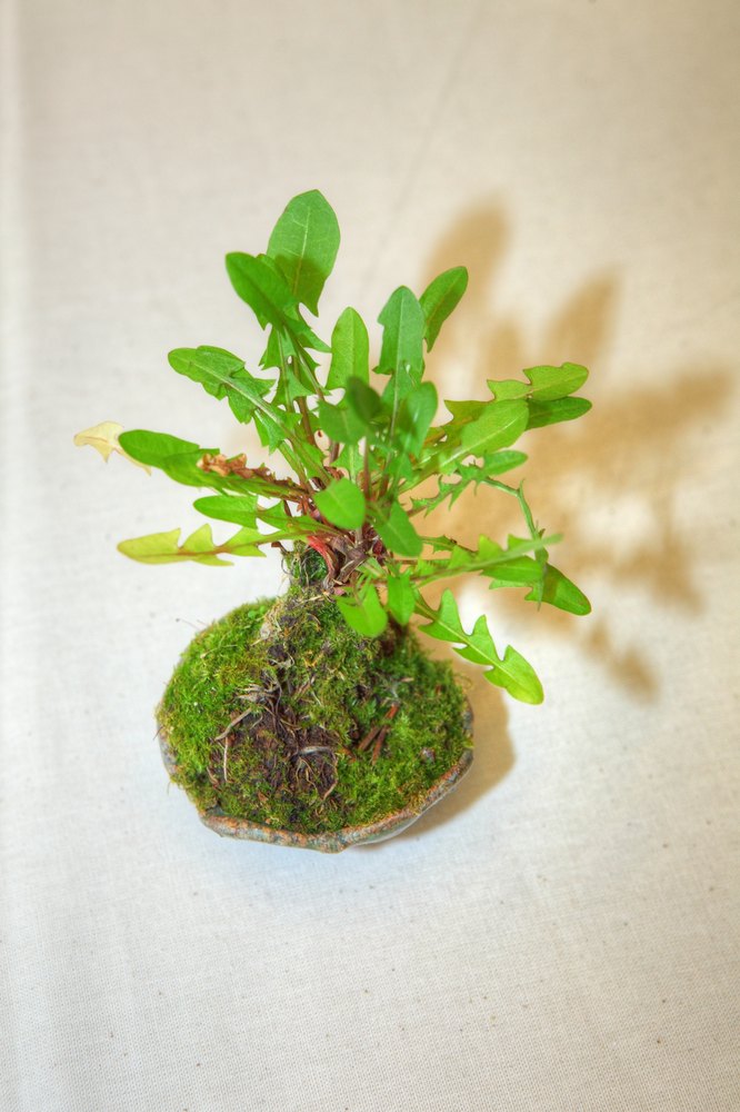 ./bonsai-ausstellung-pratteln--0661.jpg