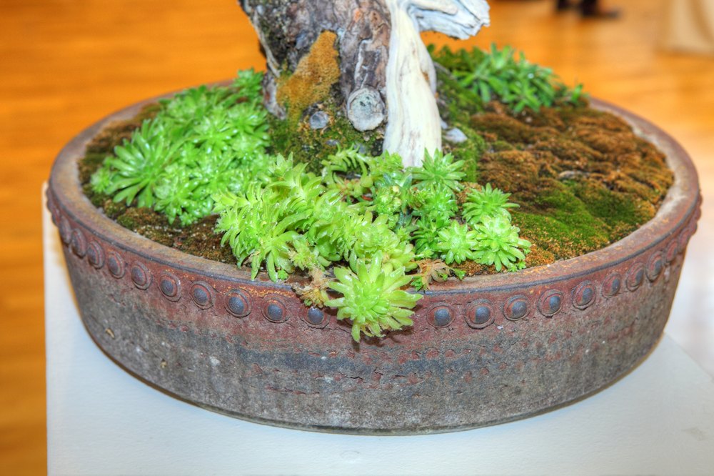 ./bonsai-ausstellung-pratteln--0761.jpg