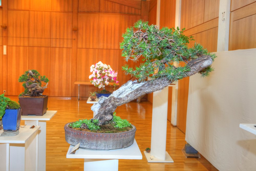./bonsai-ausstellung-pratteln--0801.jpg