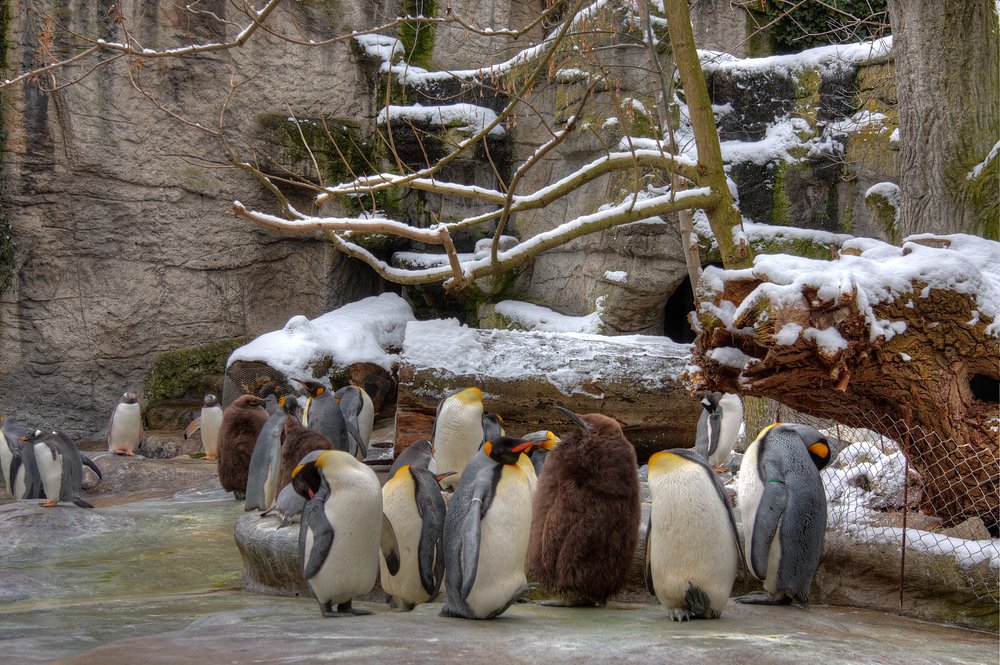 ./zoo-basel-schnee-Pinguin-31012010-0120.jpg